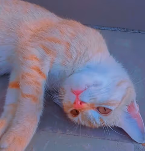 Untitled Collection #92042058