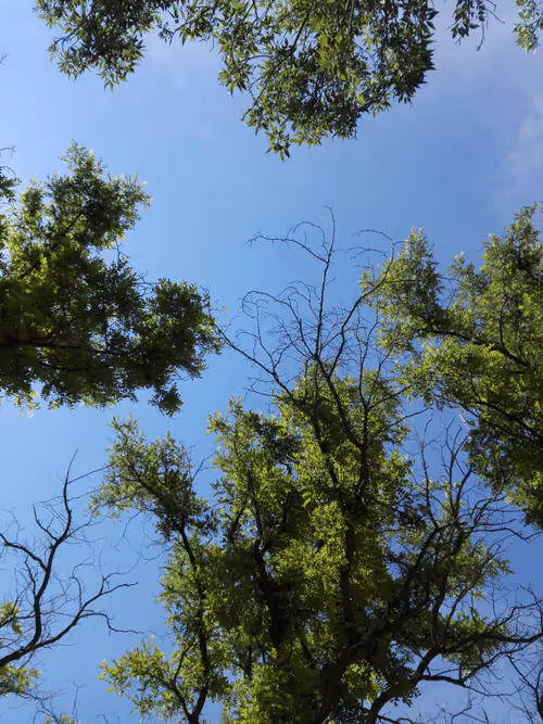 Item #71783453458607510737296471841867983382980629409983277105935523592518179487745 Media