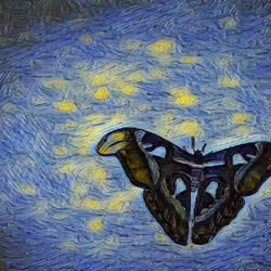 Atlas Moth Butterfly Van G style #05