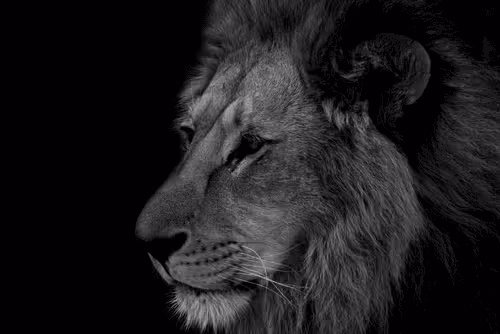 Item #28567716502395368545190530539508003003615259793471226078435859187984750346290 Media