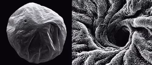 Item #94269245491509990734465210167466884321016156327322156678976395958105411682314 Media