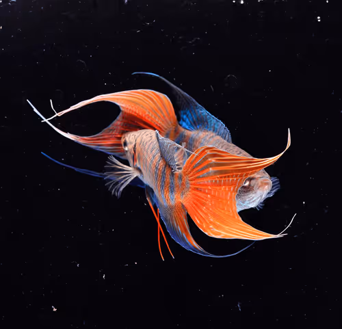 Item #81032937518726781130427896739408939347327063862450356405897967517232873340929 Media