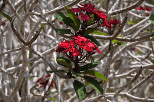 Item #105679162715773690367894814568251153202929894369313826483118647809206137126913 Media