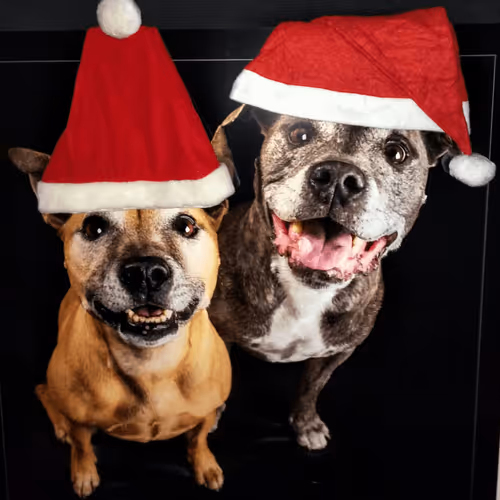 Untitled Collection #80924546