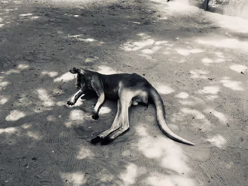 Item #74817359076642782556585350322471739713426593632609016310354114343303607484417 Media