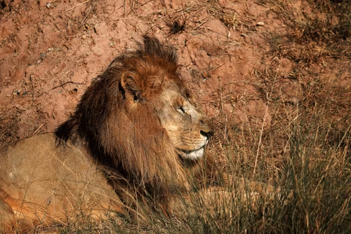 Item #81039049813216597257953829520223769972049979763513540310904561875962709409793 Media