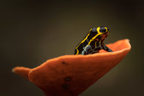 Item #12841711948620845380596362658338118860894478896663827782744557037482208657409 Media