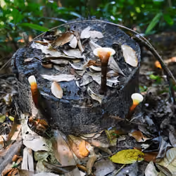 The King of Mushrooms