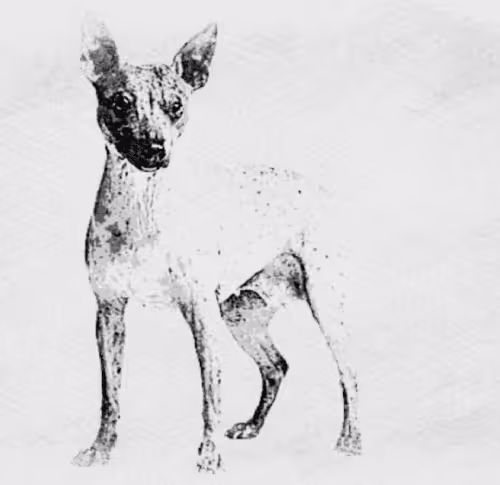 Item #23143313246472061328071561115701105421589606567298838424350448117051732000769 Media