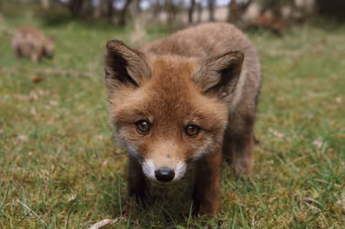 Item #13941605867614837690918824446887130433588477775612288025294768844919690756097 Media