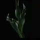 72686221575261469415946837255265181263092232909878031128177236203798846767105