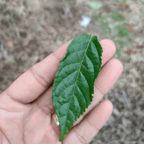 Item #31081804352330578596568685091517160537930858517835942894700269928440081154049 Media