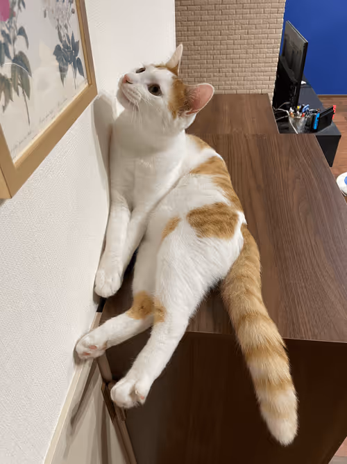 Item #57432309319676179700798702069366385585354272226932054472084541941934893039617 Media