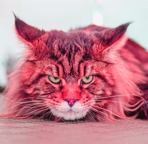 Item #2025594940595728063949820469308153765814371267570652306113433792717581713409 Media