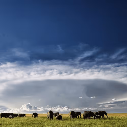 Item #55949583178622315005758439064196696640701340788877578592352202284944066609153 Media