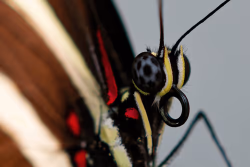 Item #47344123980109973813634142770242239438764360713225161879961011951669134491649 Media