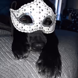 labrador