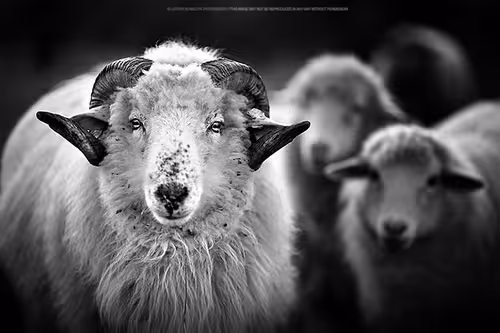 Item #113065873903366828743744079288708835697083018334279533284549130042618209632257 Media