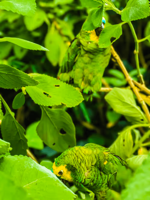 Item #62369234285830221936011655398008345982335724910001049919456219727552271351809 Media