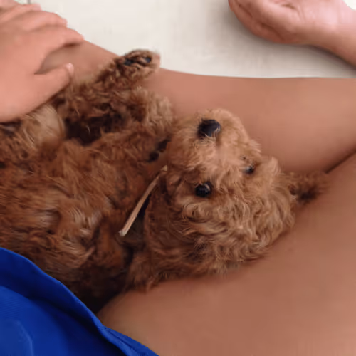 Untitled Collection #236721950