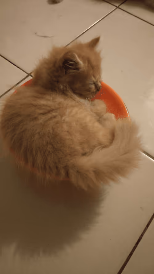 Item #36758969223495404699269639953612923914157556199761457656619876322509613694977 Media