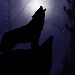 Wolf Howling TW#22