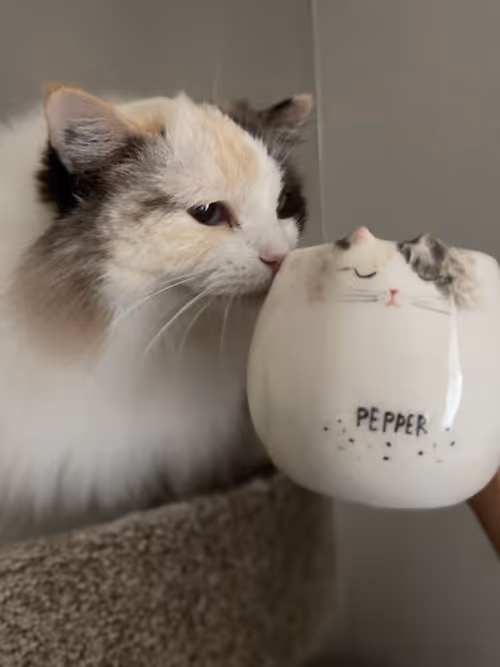 Item #103823190638075684652461829267274249161173063347509023641376403470130660507649 Media