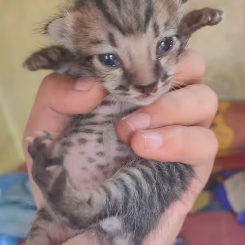 Untitled Collection #198366884