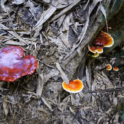 The King of Mushrooms