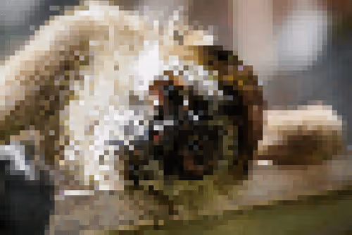 Item #46575380451470163894295968318432373742327172851742378305667863434290964463618 Media