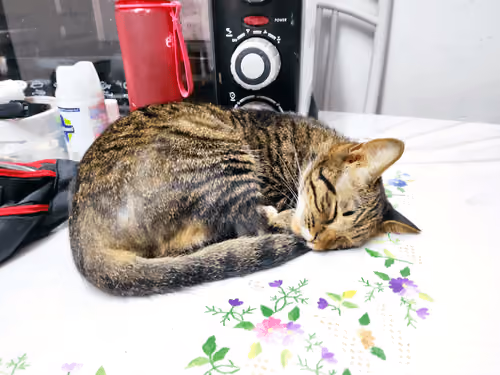 Salem Sleep