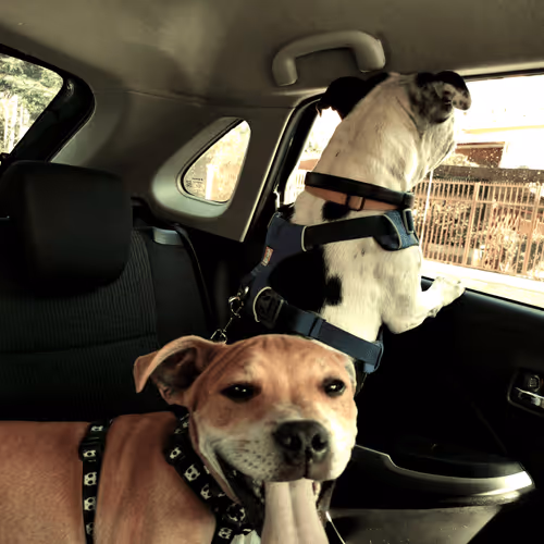 Item #47259933151457062056474947882299257544120960280199736804422860135498162110465 Media