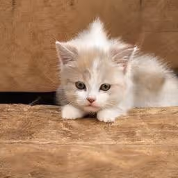 Item #58241160855422744817468407088196322100109565521561100950236911680063505694721 Media
