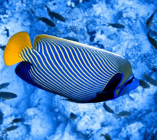 Item #19032294772148781182284612819641724008579829006900072158309399351432816099329 Media