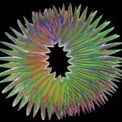 3D-Complex
