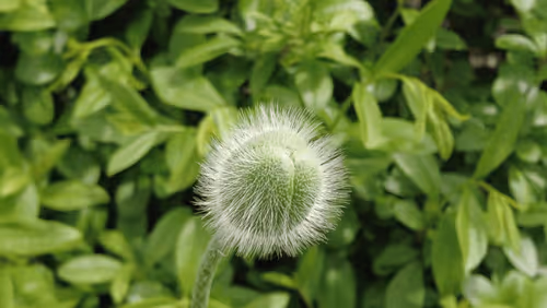 Item #98679578177621649628089872010712381059223698631184272161596299634458016874497 Media