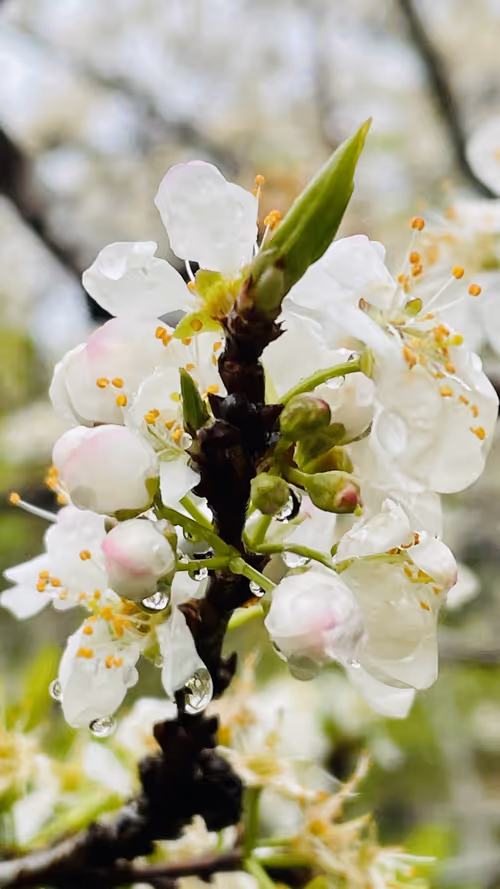 Item #55498827453282751112994663474612527609893380765469579837476847573735844085770 Media