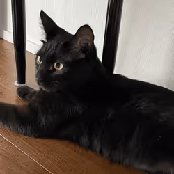 57432309319676179700798702069366385585354272226932054472084541989213893033985