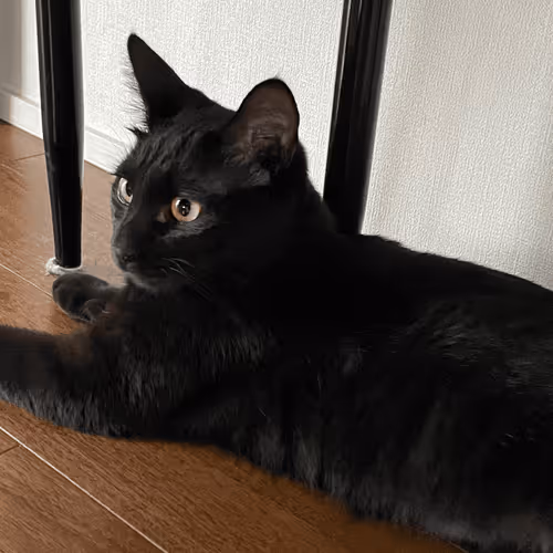 Item #57432309319676179700798702069366385585354272226932054472084541989213893033985 Media