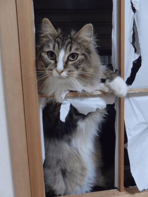 Item #88680272721371285934501562988049178859599418492822572919113237419080170864641 Media