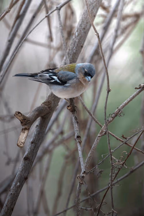 Item #38006684461224465917744573085868649035437004493316606484054115430282830020609 Media