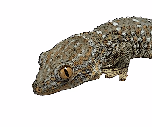 Item #88550933380159429652573600088596543452217115268663300900517750230927624110085 Media