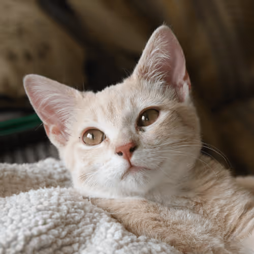 Item #4944351917306226202826790057183461660186678433257338824528786319436234620929 Media