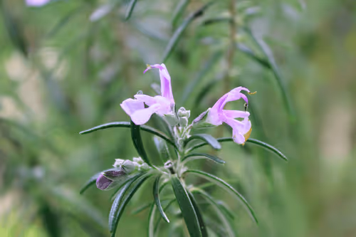 Item #33380414100162990517167683212872483794318507353574631711718748695516202139649 Media