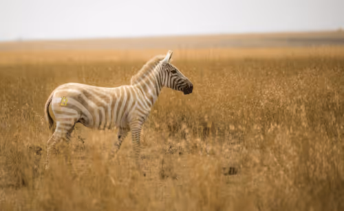 Item #21286616541368493270952273154919658706491111186853565386377985443304843509761 Media