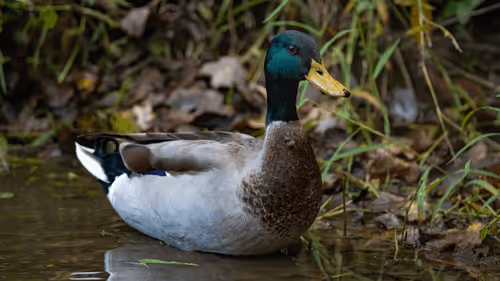 Mallard