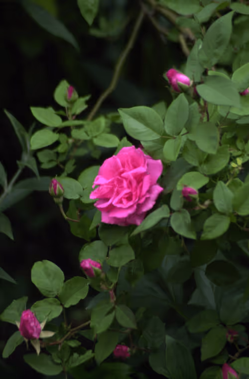 Item #56943947837122673731930897750220814689639948529564795848618456933067049140225 Media