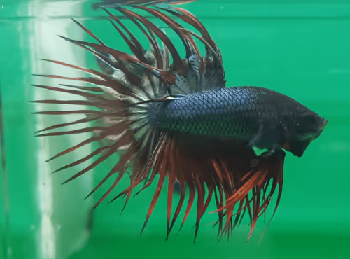 Item #76093963924936973222684762009084726555674488189040824510729450763702975332353 Media