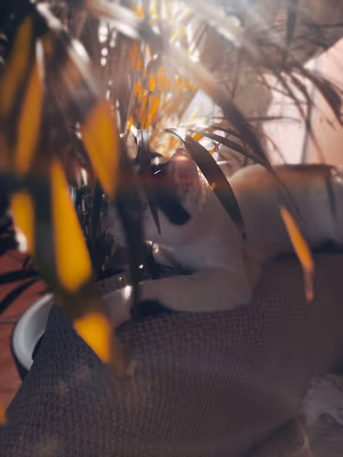 Item #37819344509248803091883658480649442942068796009931281137920722572175076229121 Media