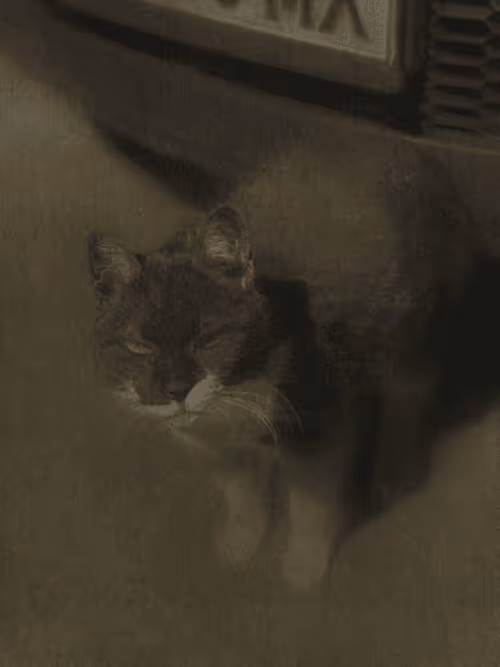 Item #102650025238985064889532626323507420633017859616961165632132730061755361787905 Media